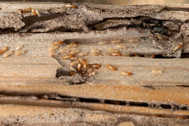 Best Flea Control Services  in Fayette, LA